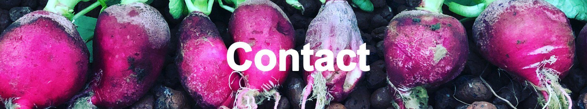 Close-up of freshly harvested radishes with the word