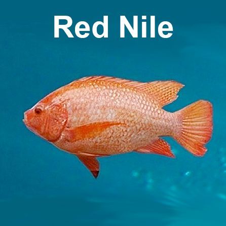 Red Nile fish, bright orange, swimming in blue water.