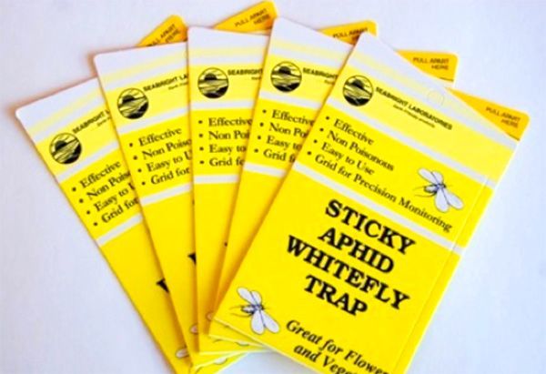 Five yellow sticky traps labeled
