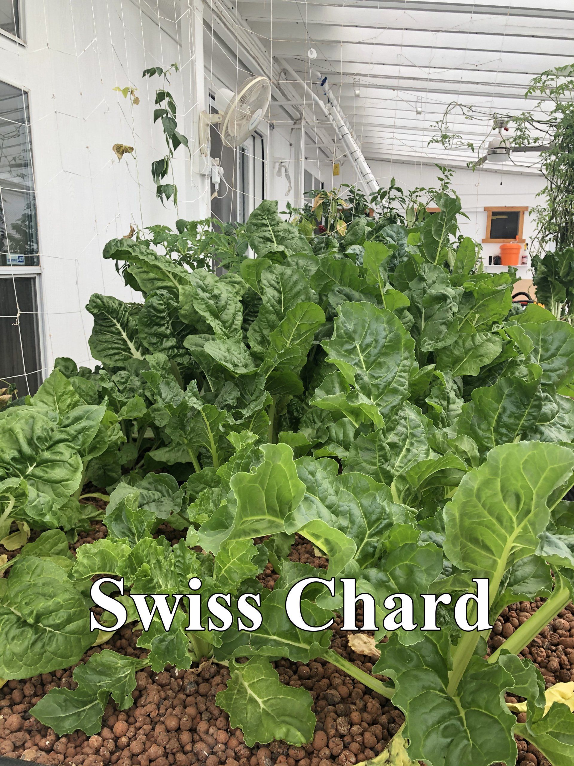 Swiss chard plants thriving in a hydroponic garden setting with large green leaves.