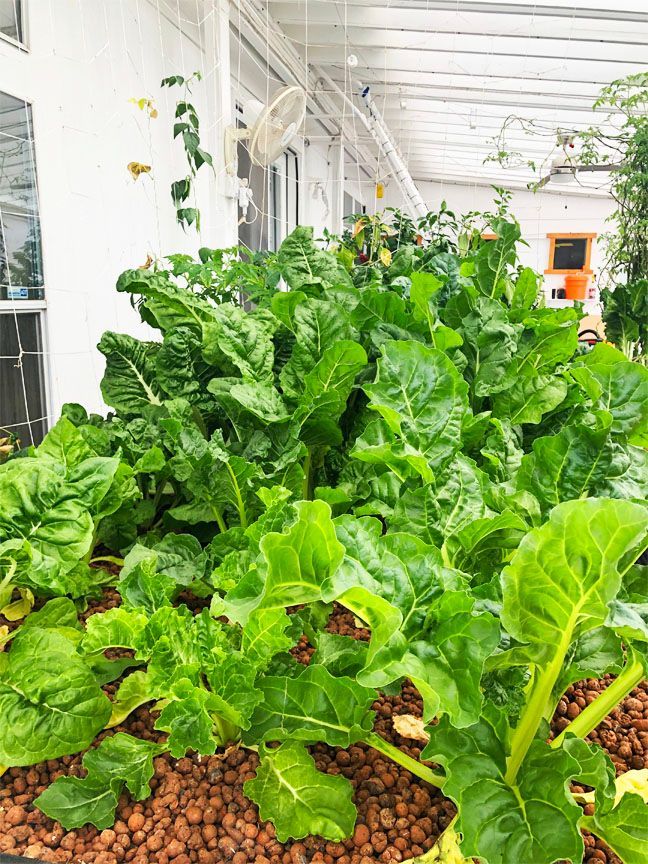 Lush green leafy plants, likely Swiss chard, growing in a hydroponic bed under a white-walled structure.