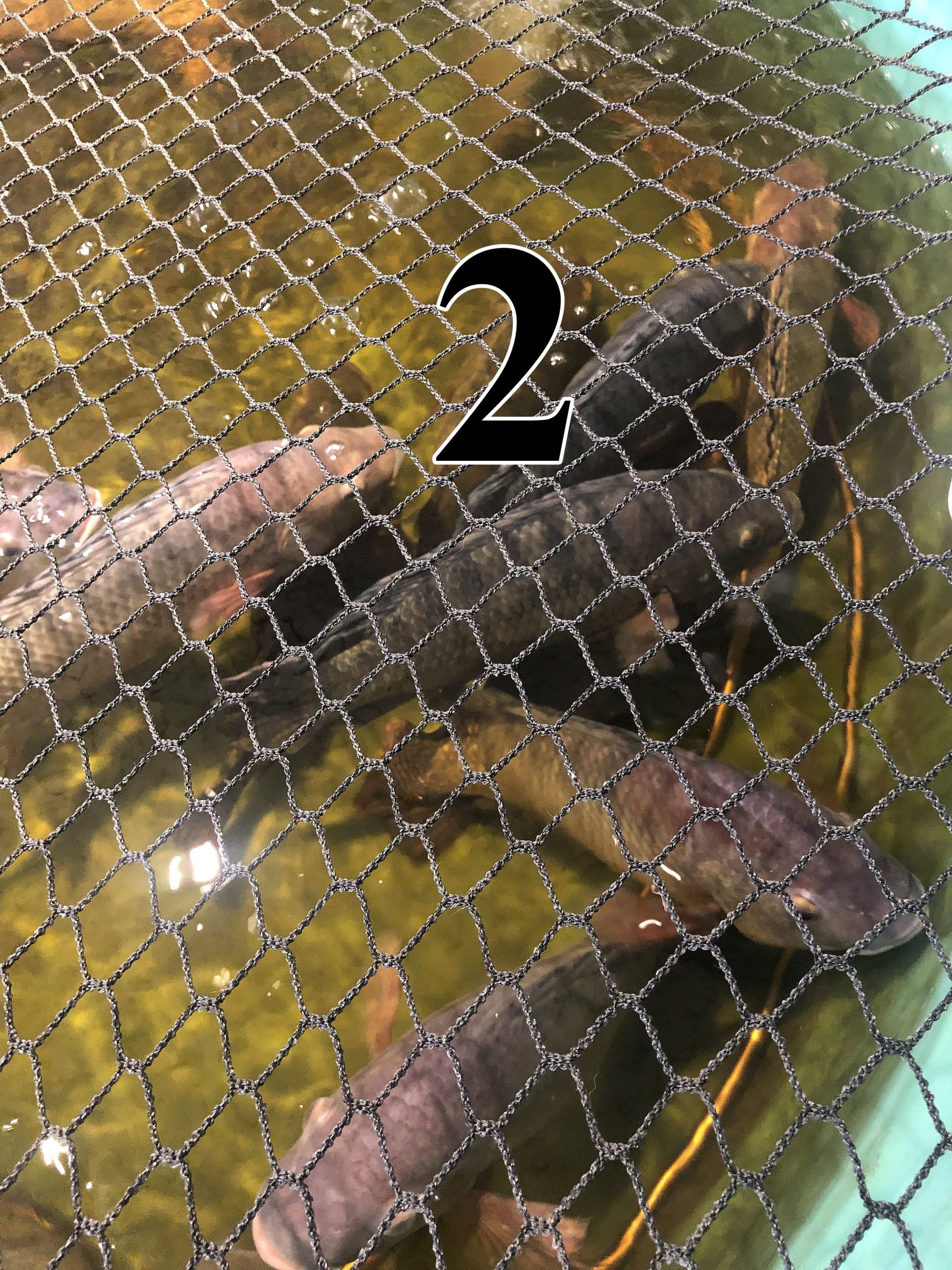 Fish in a net within a body of water.