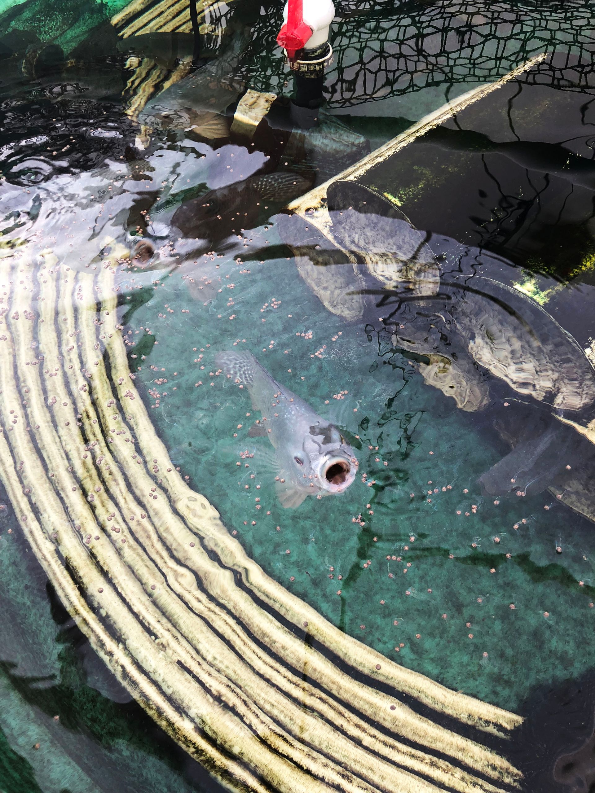 Fish with open mouth in a murky pond, near a wooden structure.