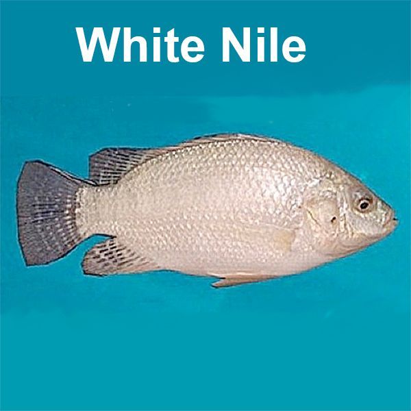 White fish with gray tail fin on a blue background; labeled