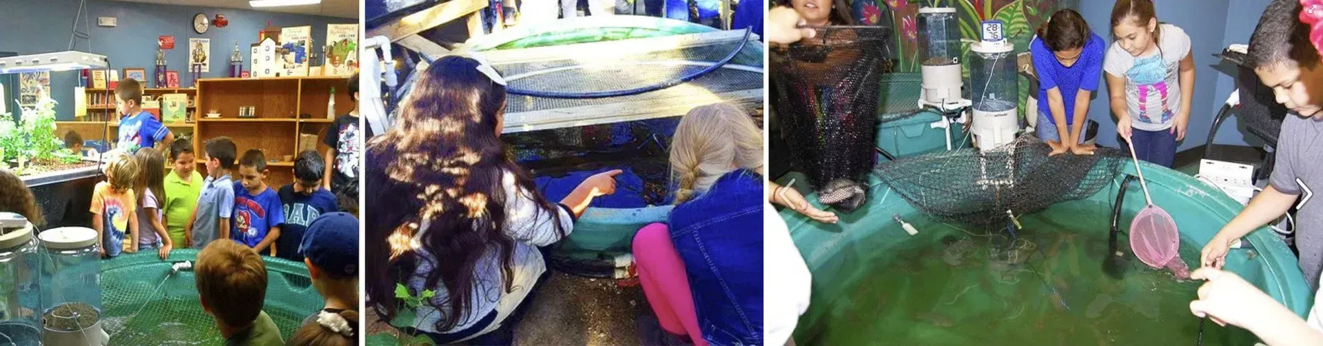 Children interacting with aquatic life in tanks. Indoors, green water, nets.