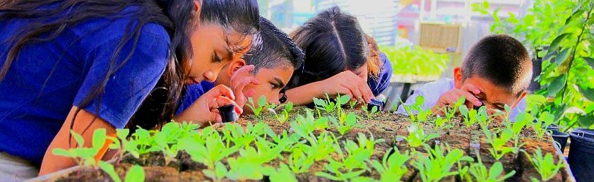 Group of people looking at seedlings in a garden.