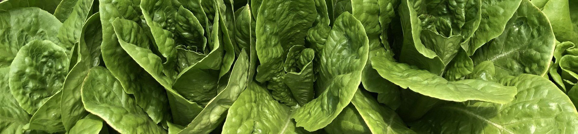 Close-up of fresh green lettuce leaves.