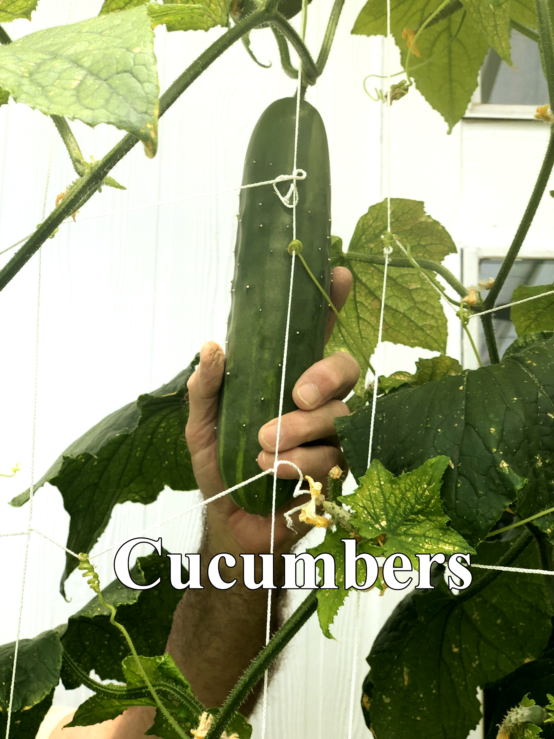 Hand holding a long, green cucumber growing on a vine with leaves, supported by white netting; white background.