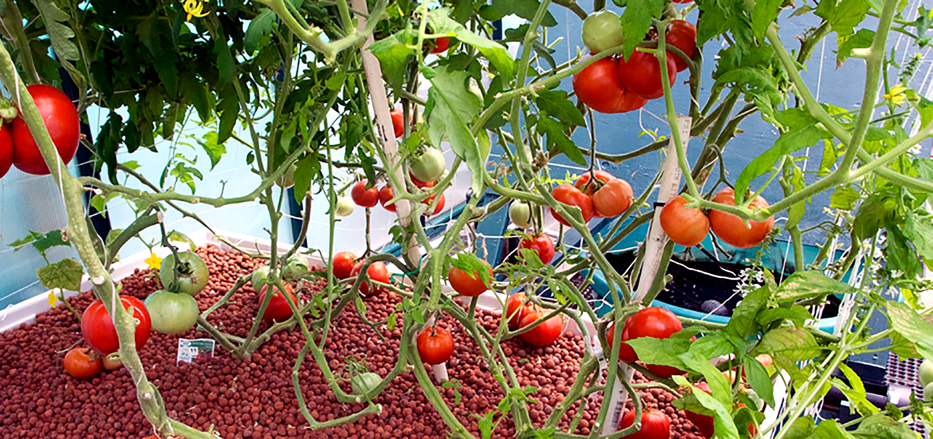 Tomato plants with ripe and unripe red and green fruit, growing in red gravel.