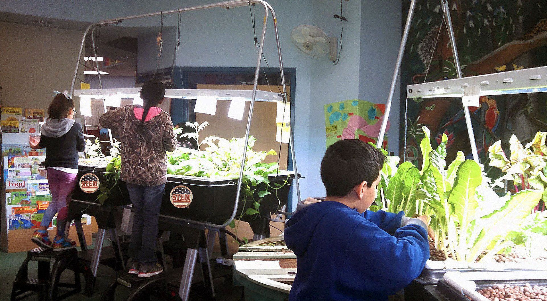 Children tending hydroponic plants under grow lights in a classroom setting.