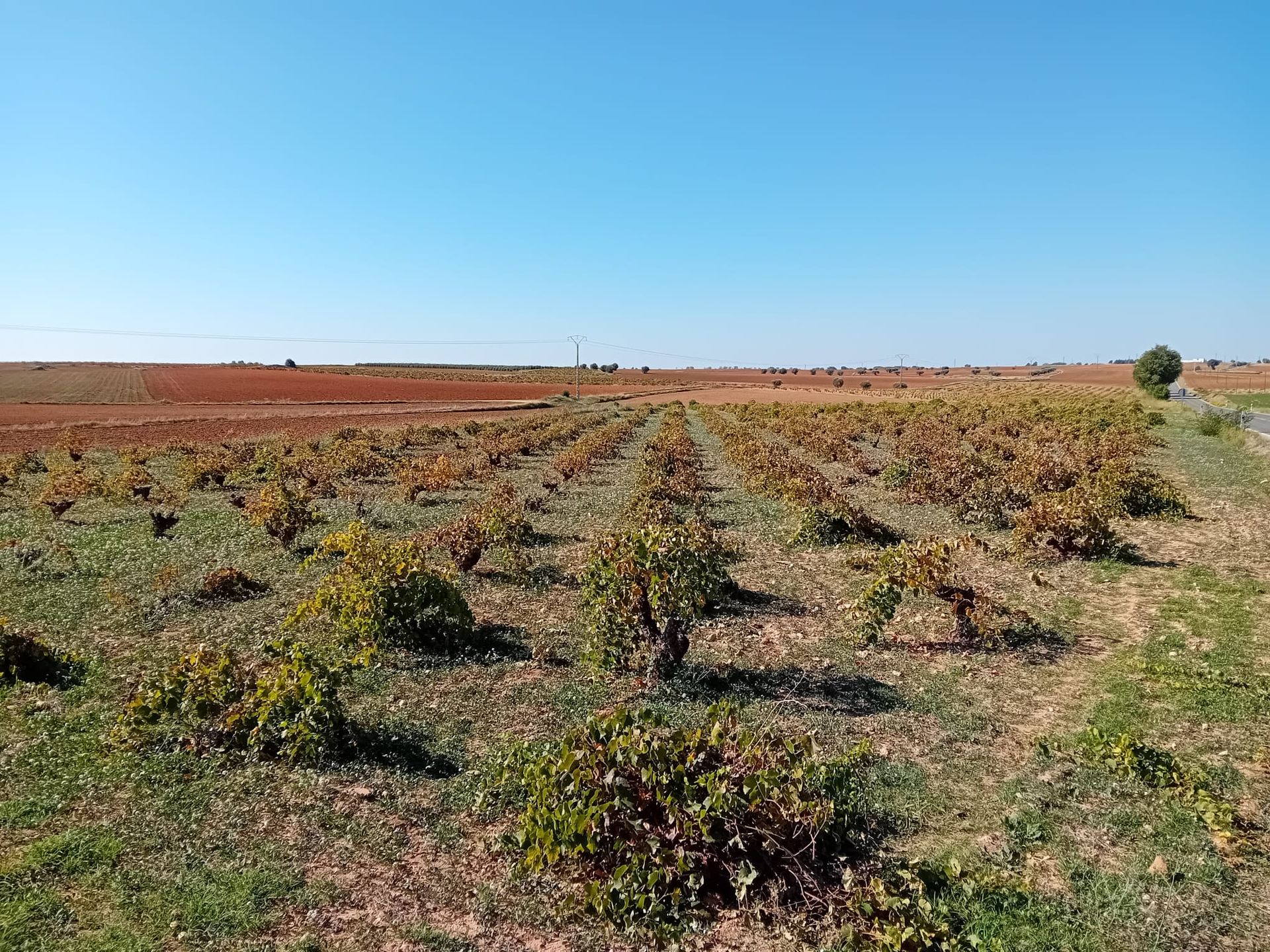 madrid vineyard