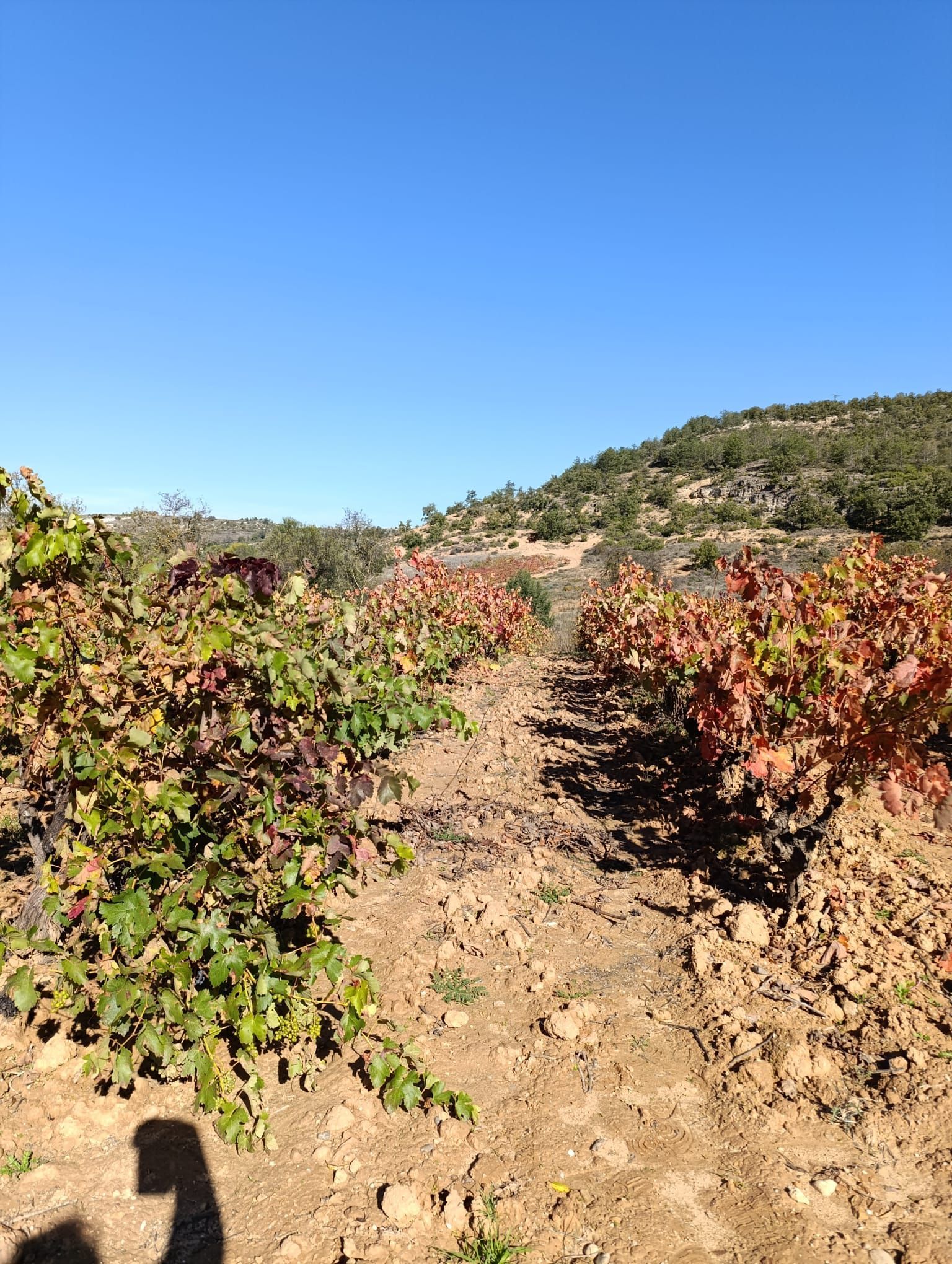 ribera del duero  vineyard