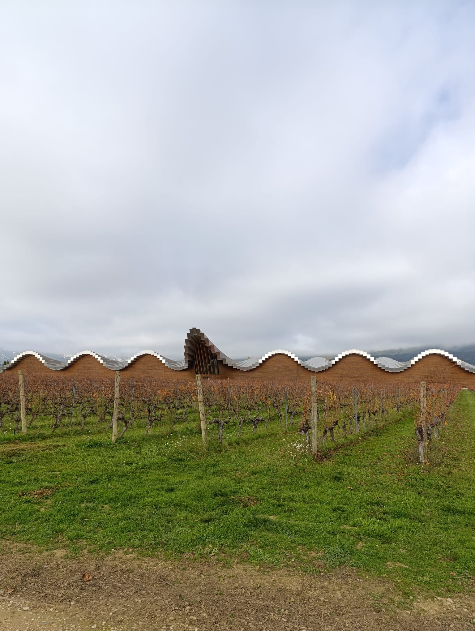 vineyard in rioja