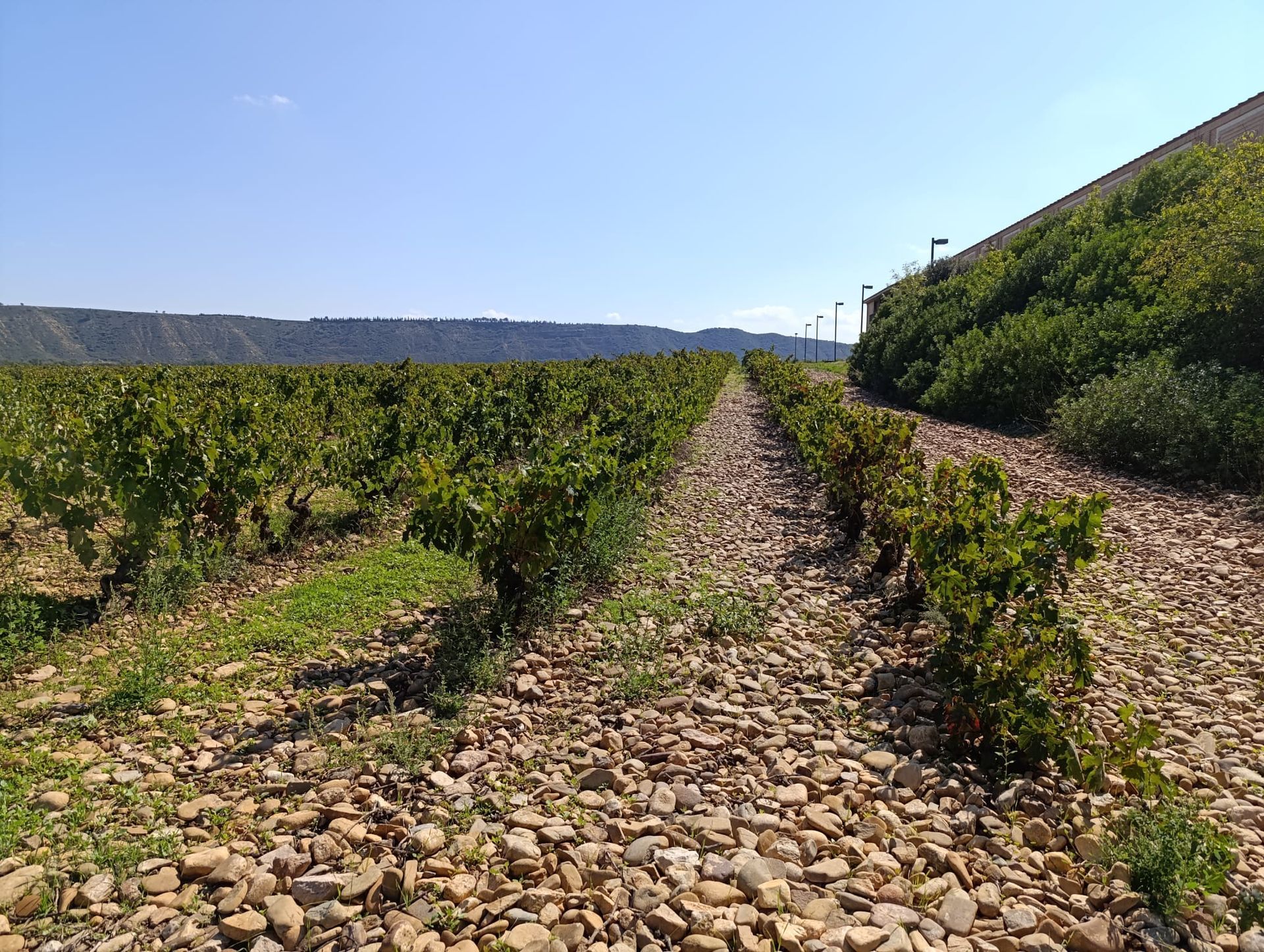 rioja vineyard