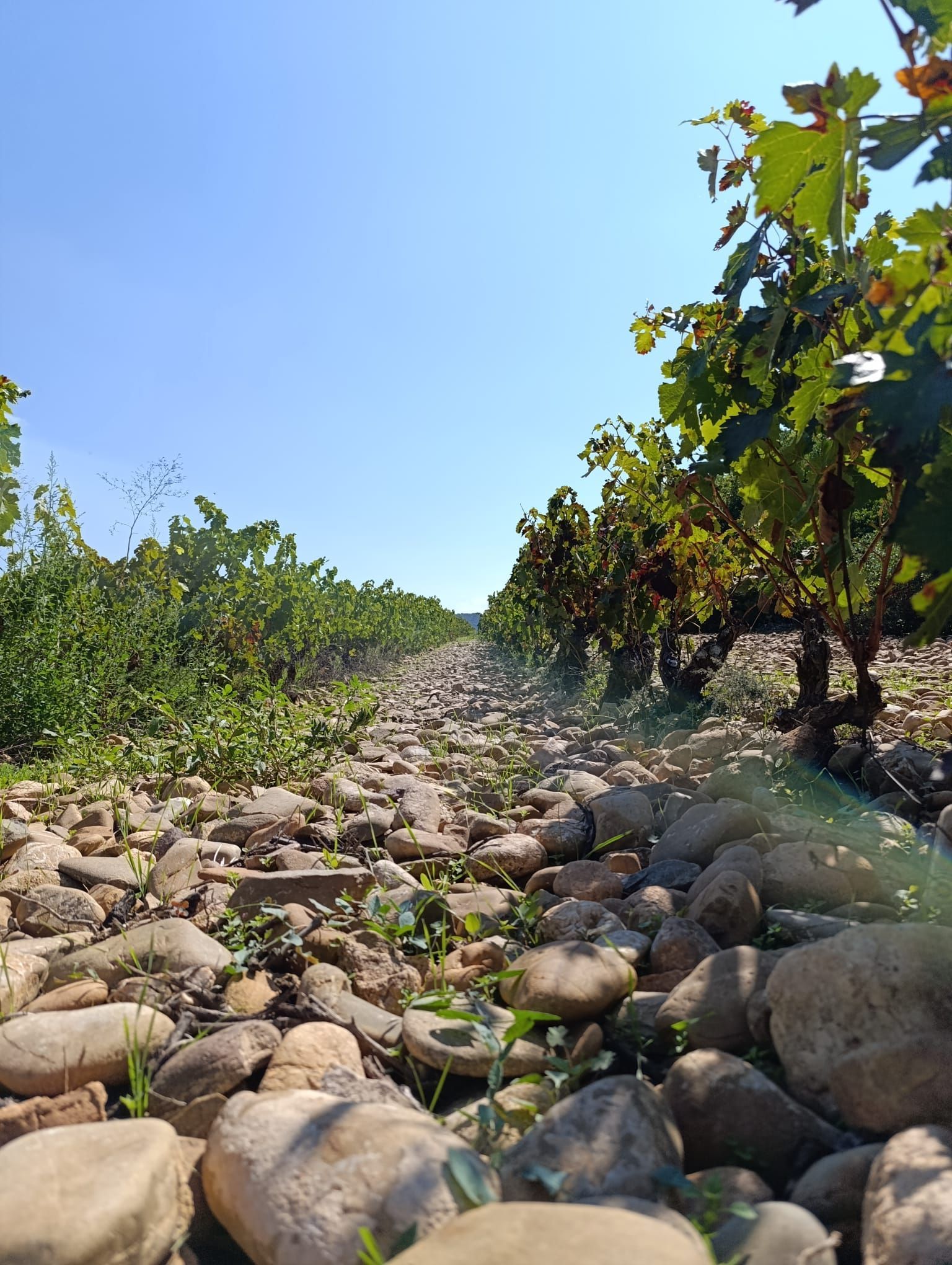 rioja multi-day wine tour
