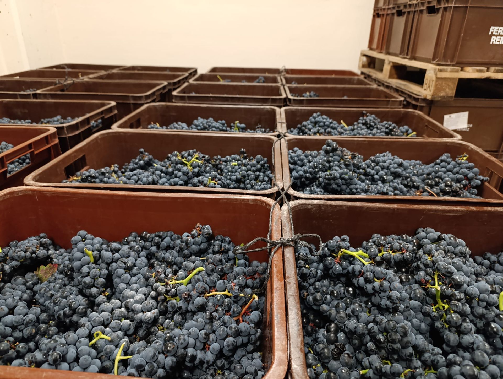 rioja winery harvest