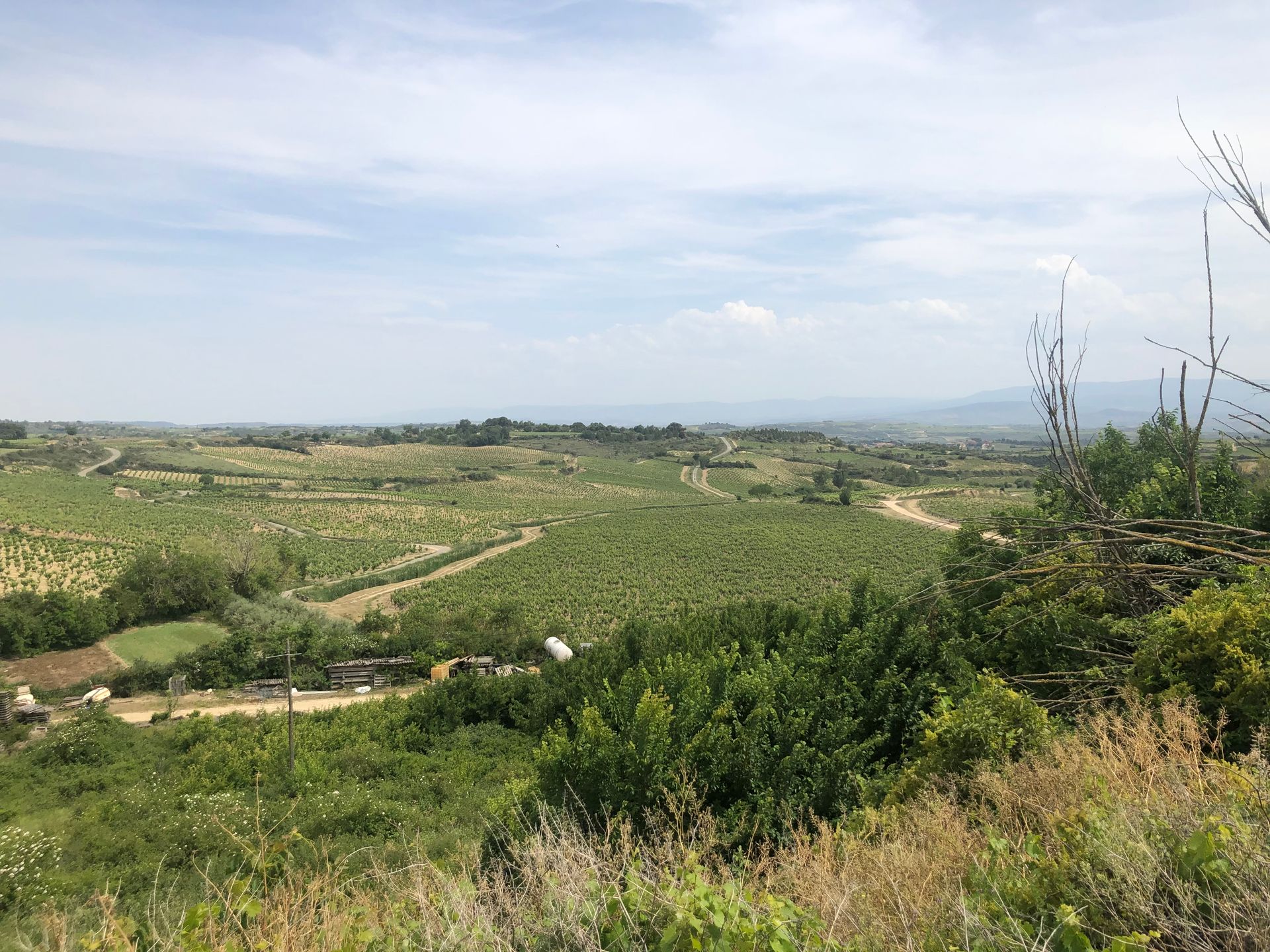 Vineyard in Rioja