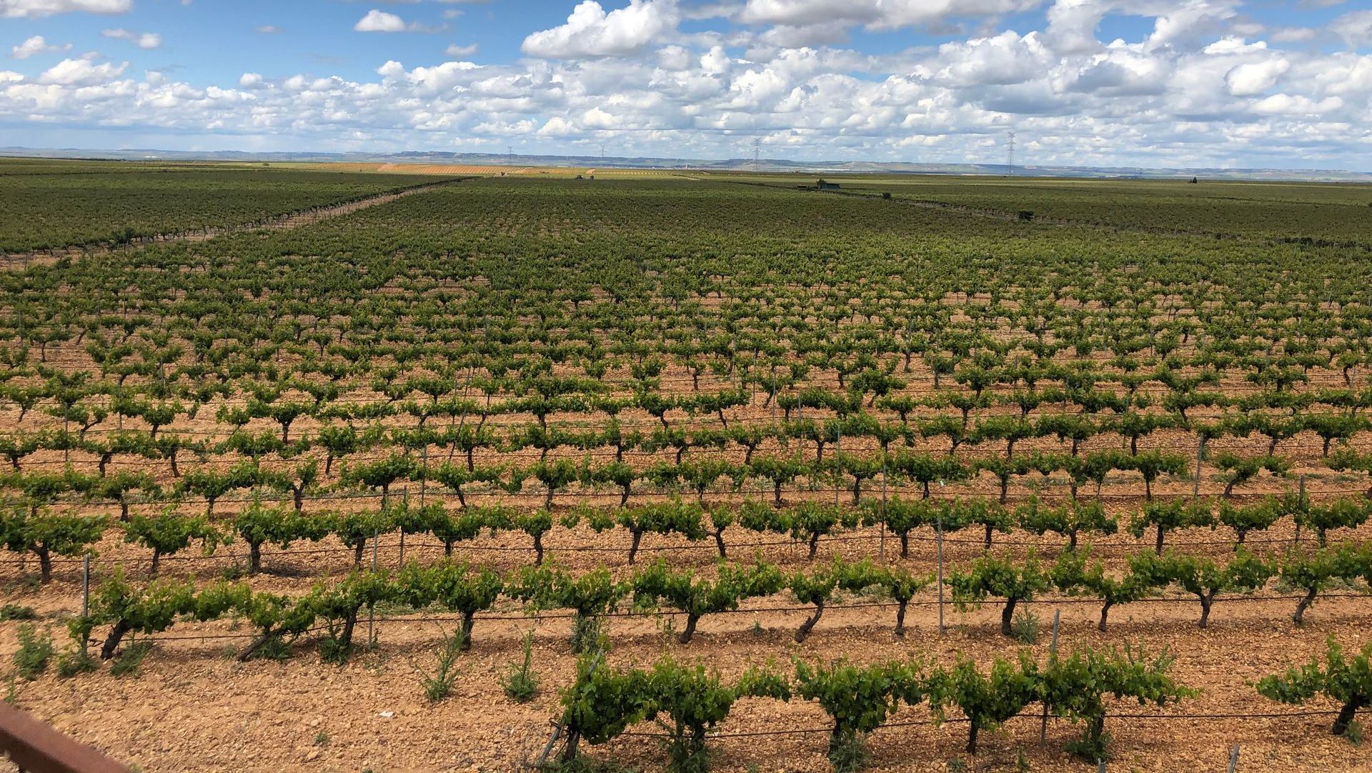 vineyard-rueda