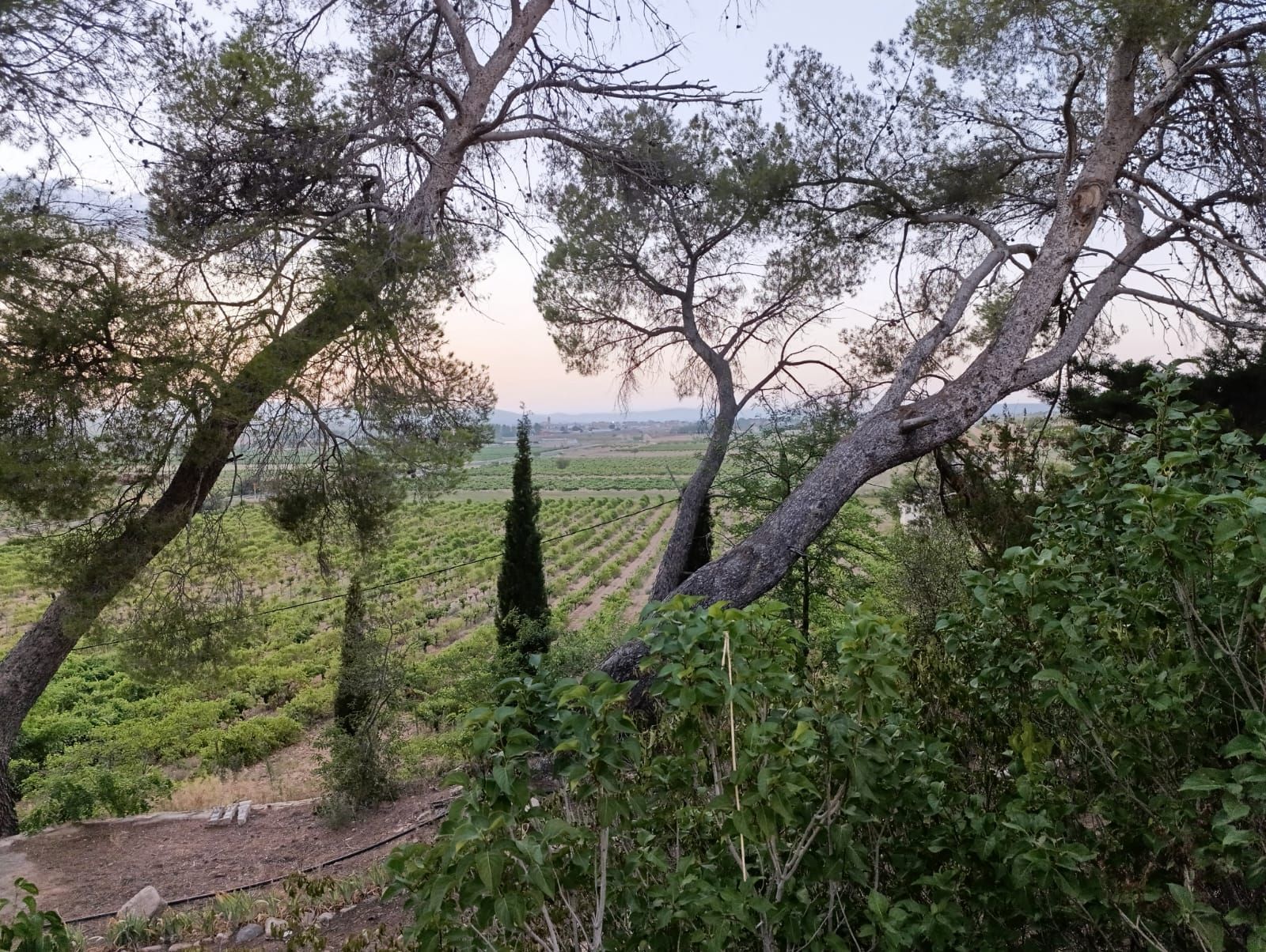 Utiel-requena wine tour