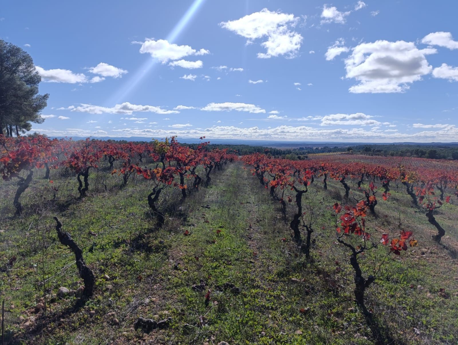 valencia wine tour