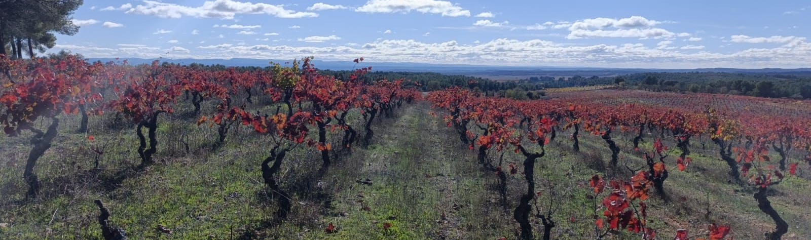 valencia vineyard
