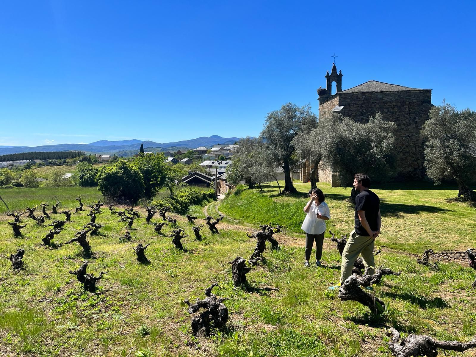 vineyard-bierzo