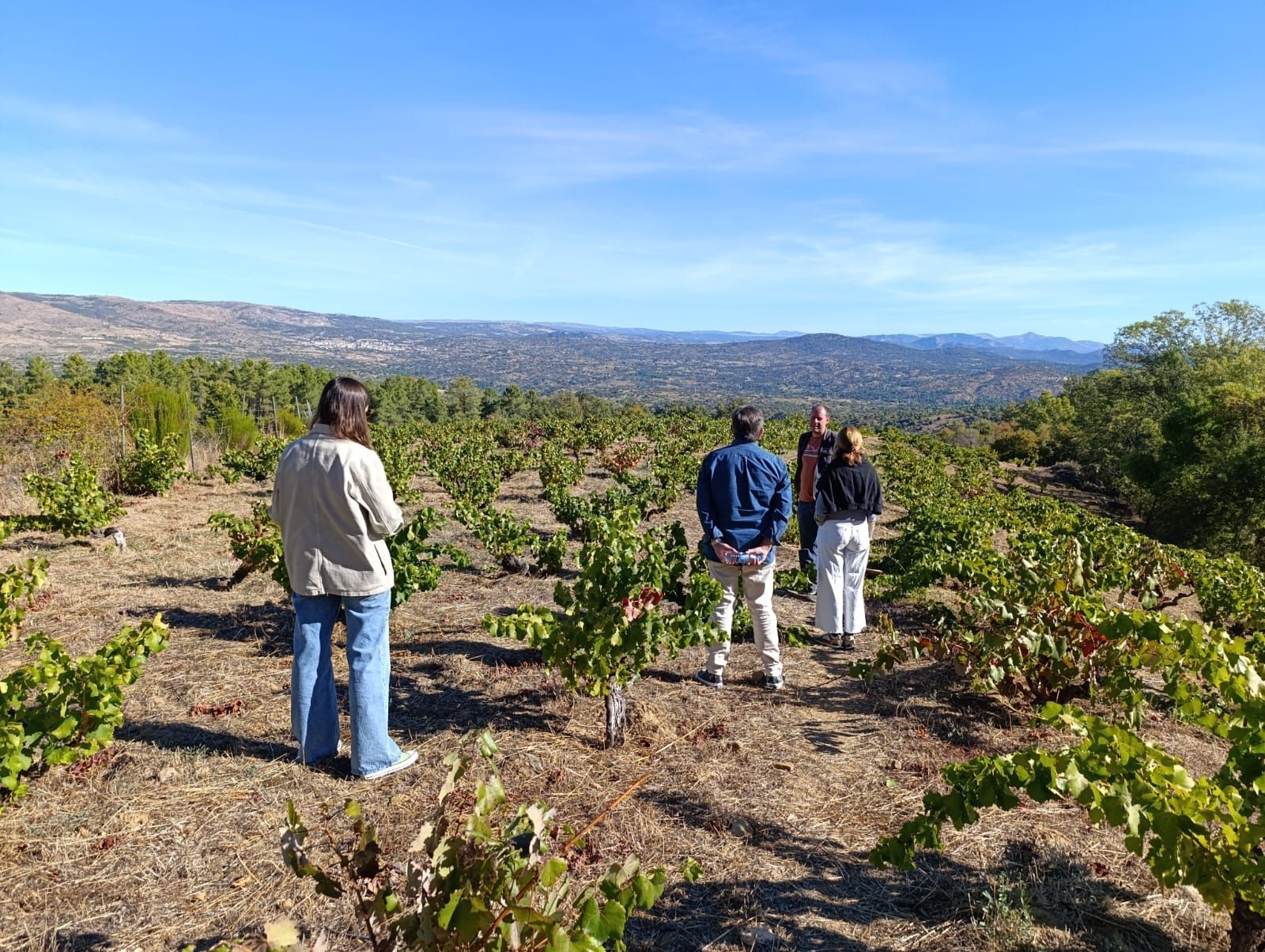 madrid wine tour