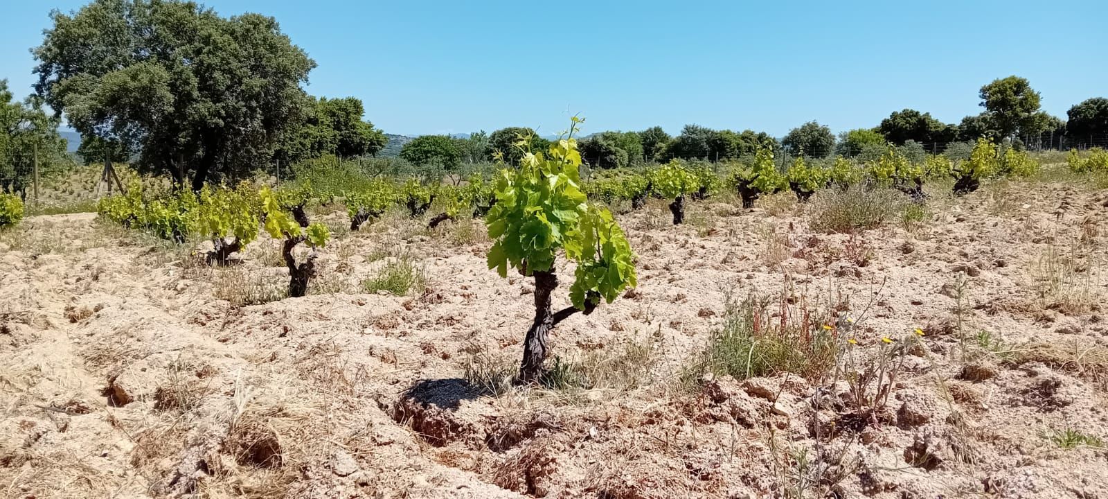 Garnacha vine in Madrid Visit-Madrid-winery