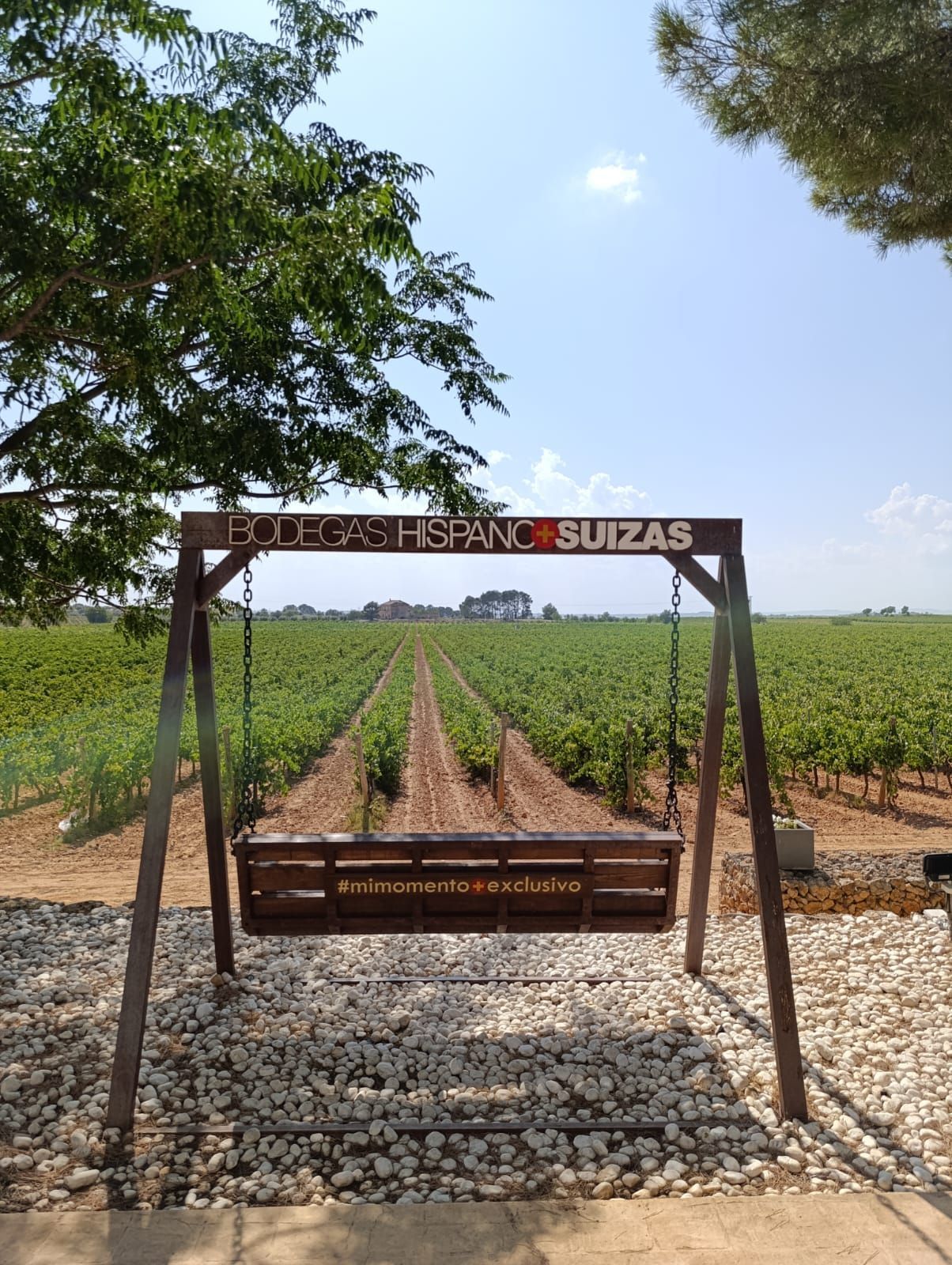 utiel-requena vineyard