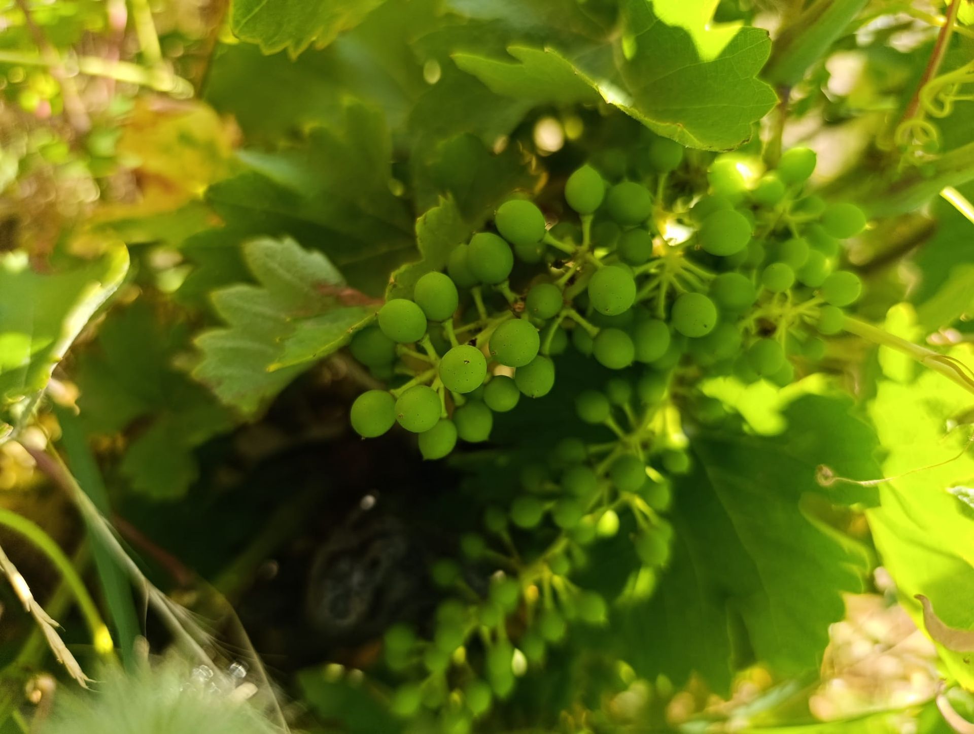 gredos vineyard