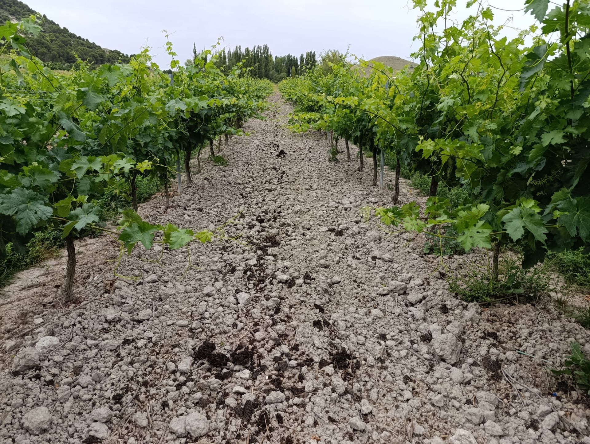 ribera del duero three winery tour