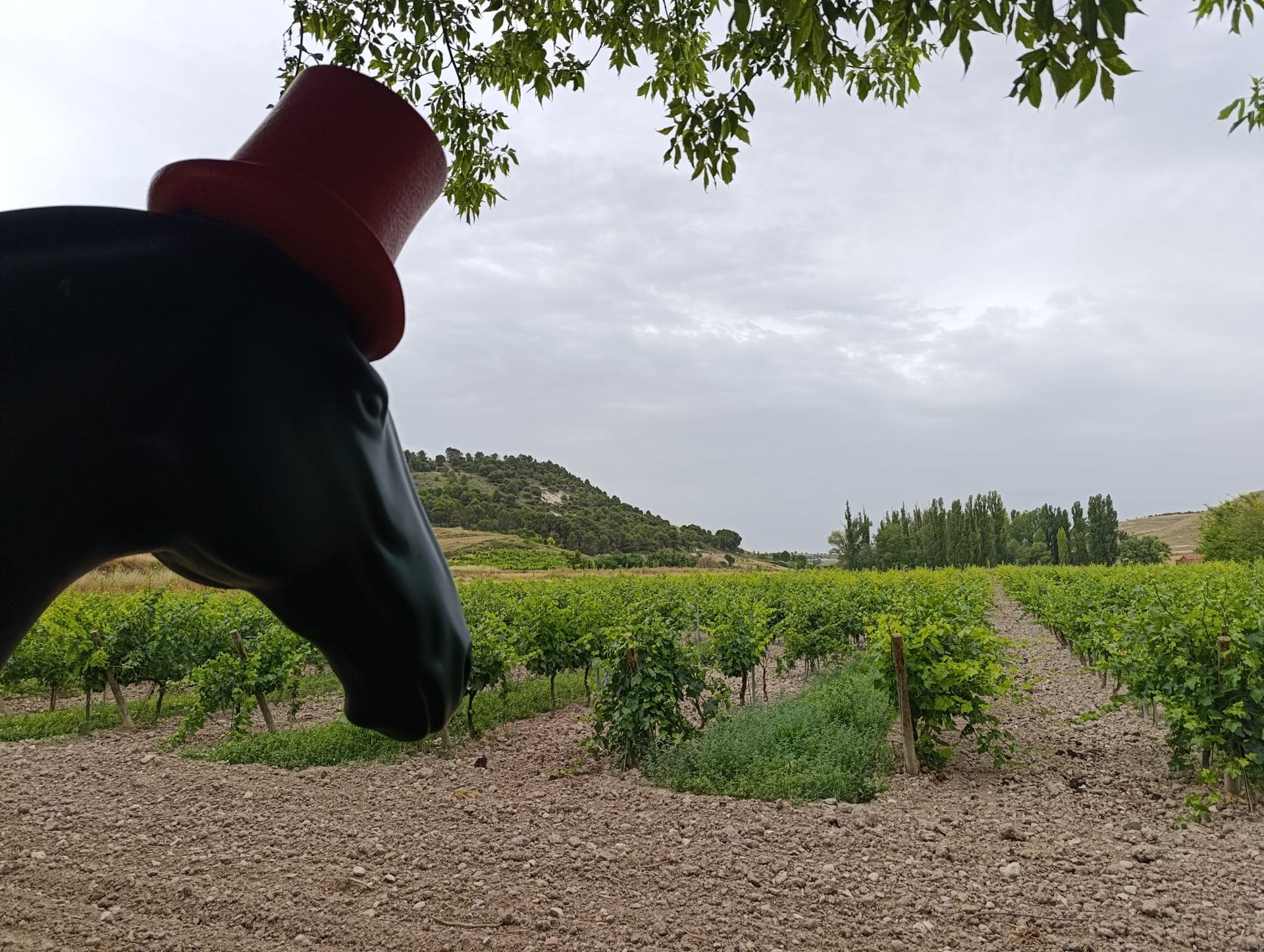 Ribera del duero wine tour