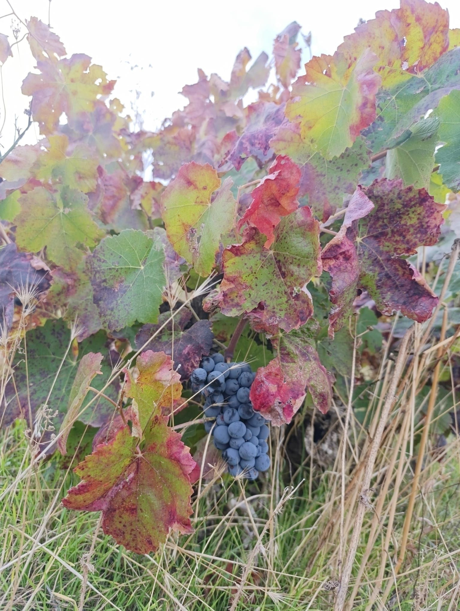 Madrid vineyard