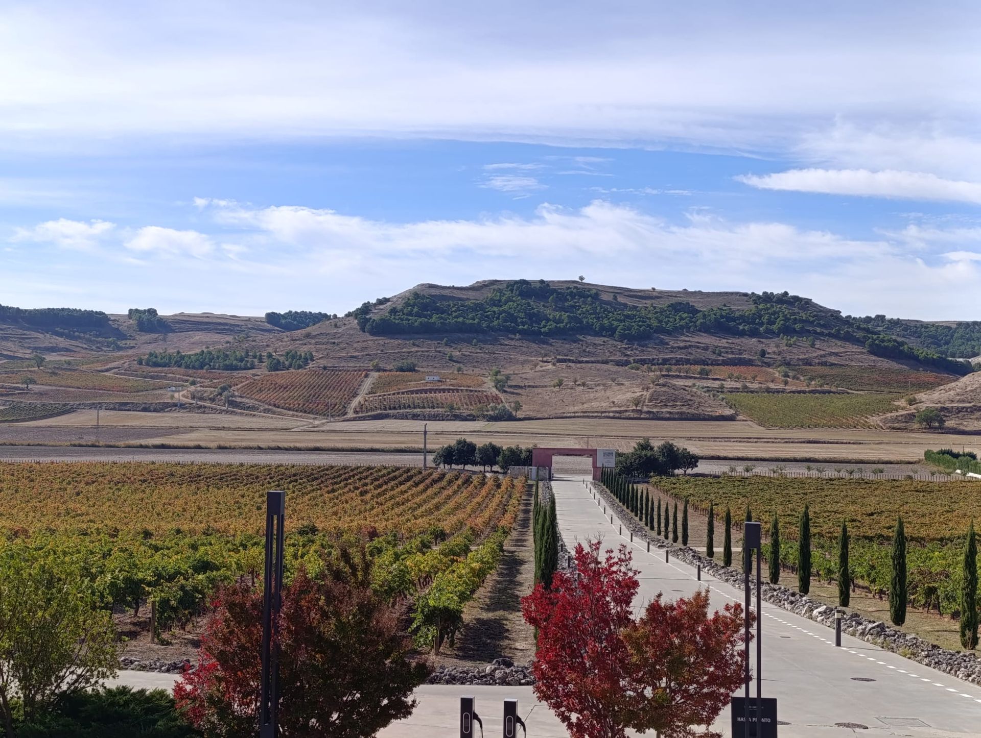 ribera del duero vineyards