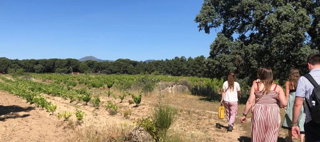 Slow vineyard walk