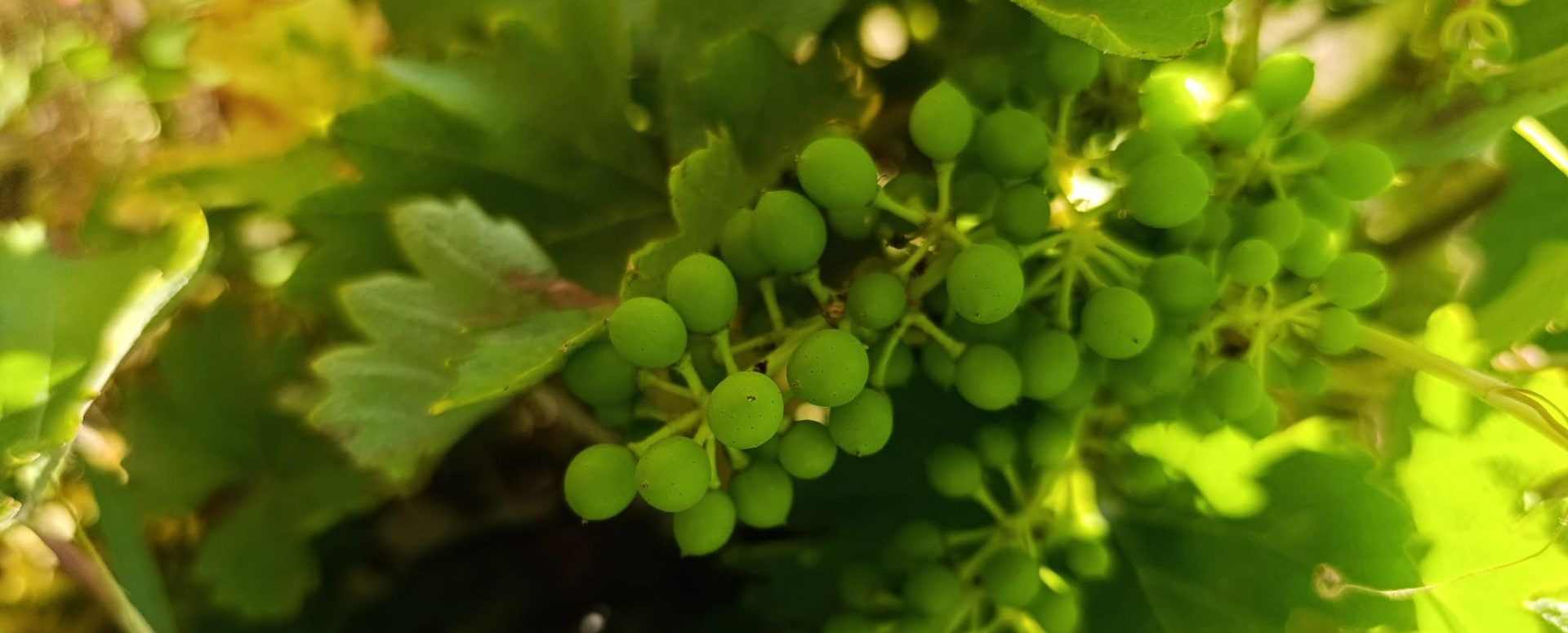 vineyard in Madrid