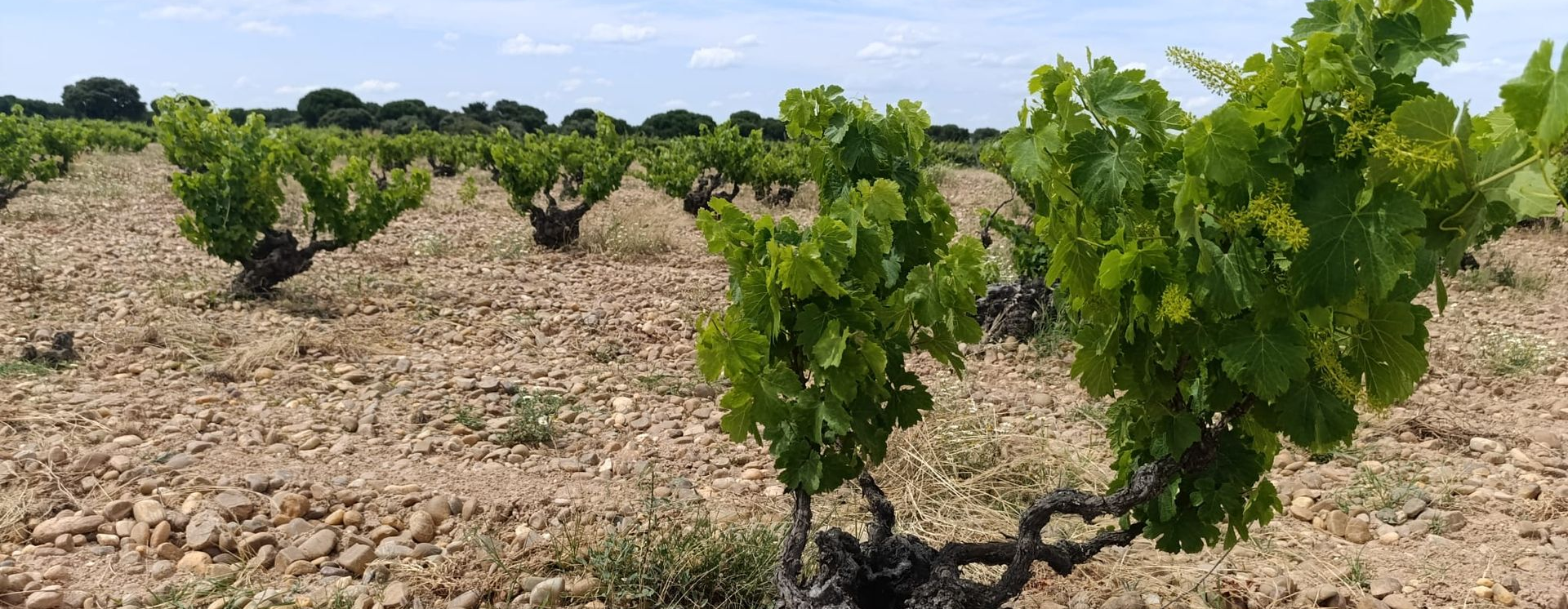 Rueda wine tour