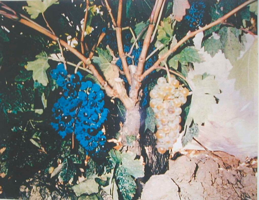 Tempranillo-Rioja