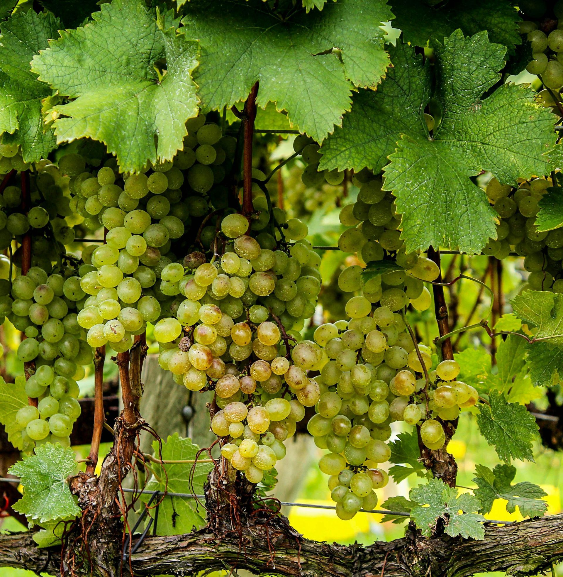 native spanish white varieties