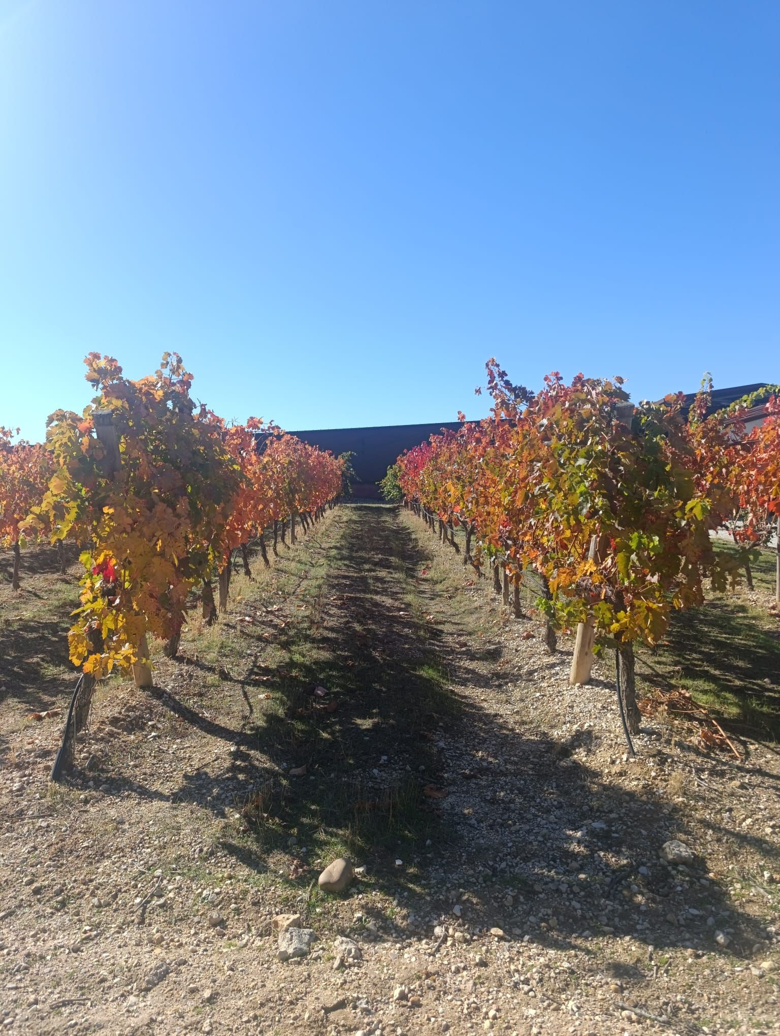 Ribera del Duero vineyard