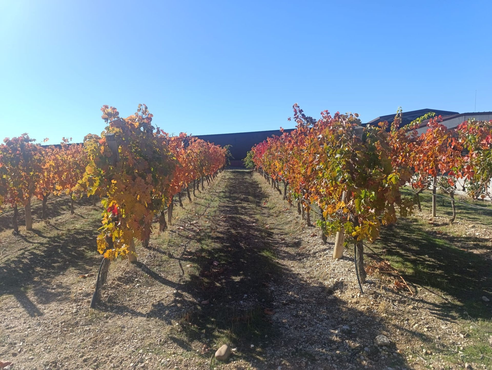 ribera del duero vineyard
