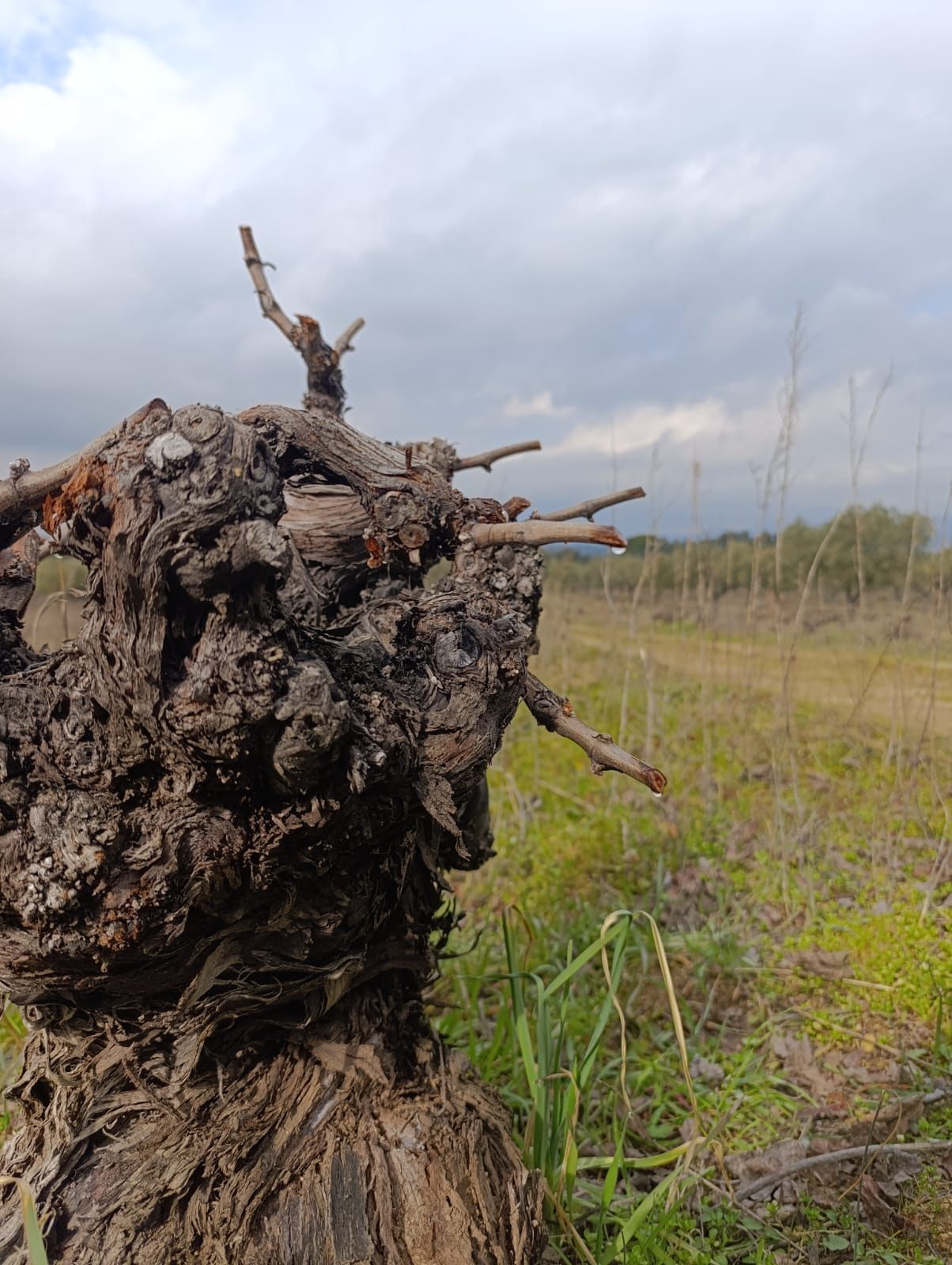 Weeping-of-the-vine