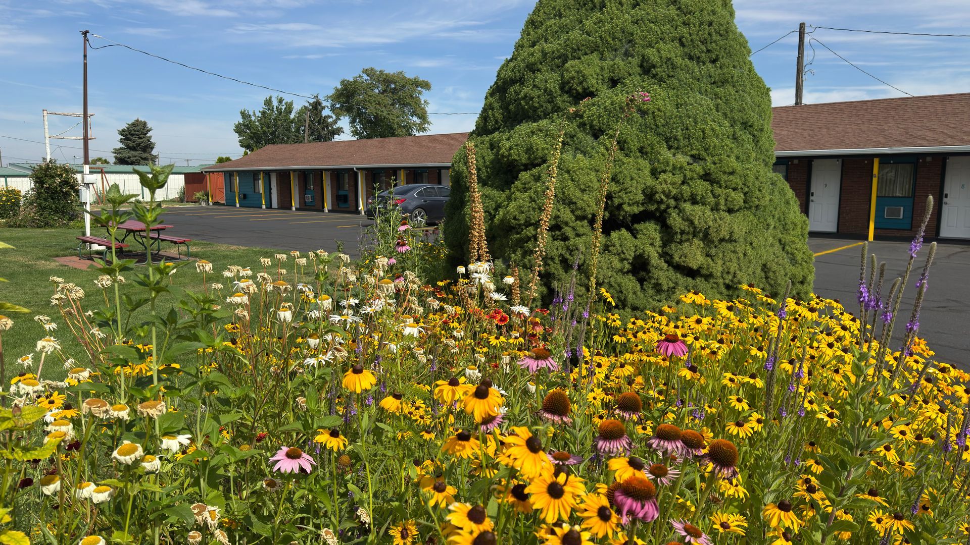 Wildflowers