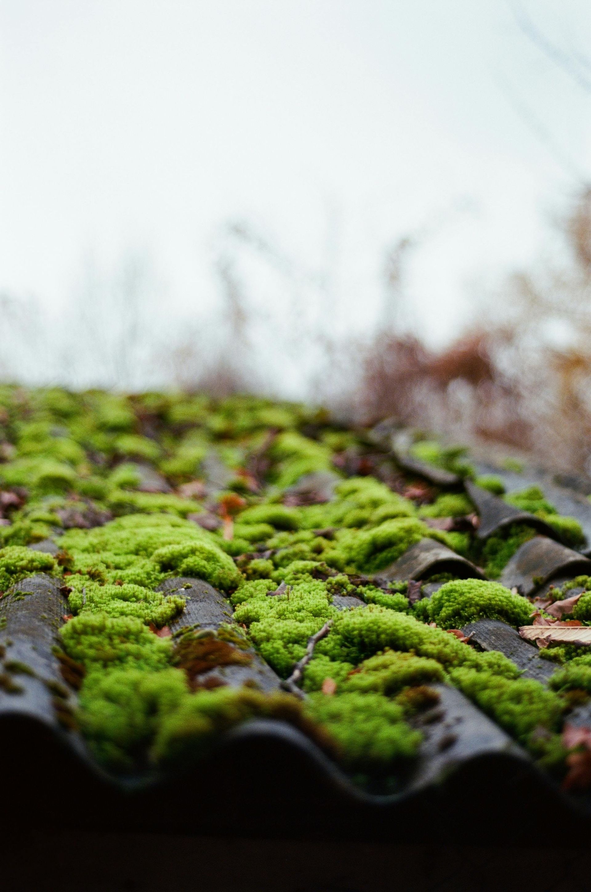 Moss-covered roof tiles with green moss in the foreground and a blurred outdoor background