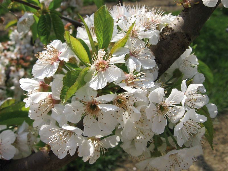 fiori