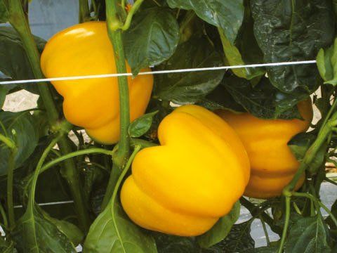 peperoni gialli ottenuti coltivati con fertilizzanti organici