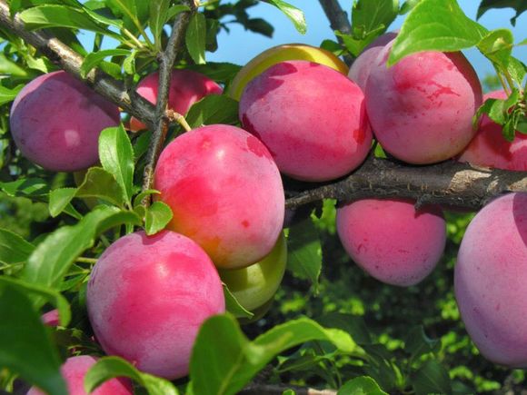 frutta coltivata con concimi organici e biologici
