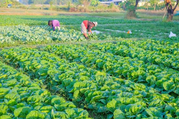 concimazione con fertilizzanti biologici