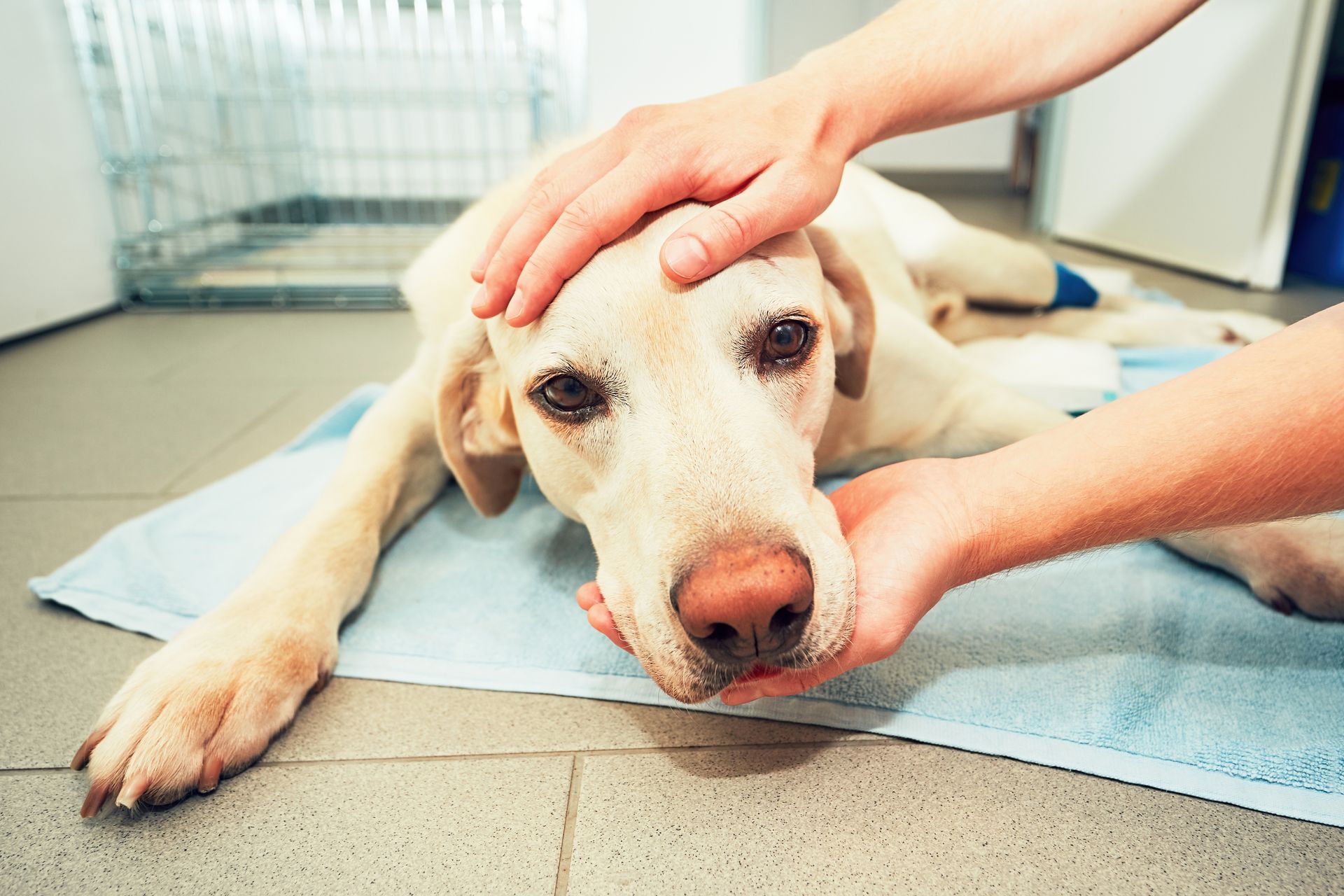 A tired dog lies on a towel on the clinic floor while a caregiver gently comforts it near a kennel