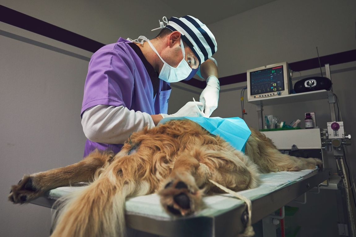 Dog in the animal hospital.